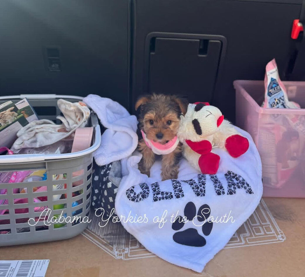 Alabama Yorkies of the South Sierra’s Yorkshire Terrier Babies