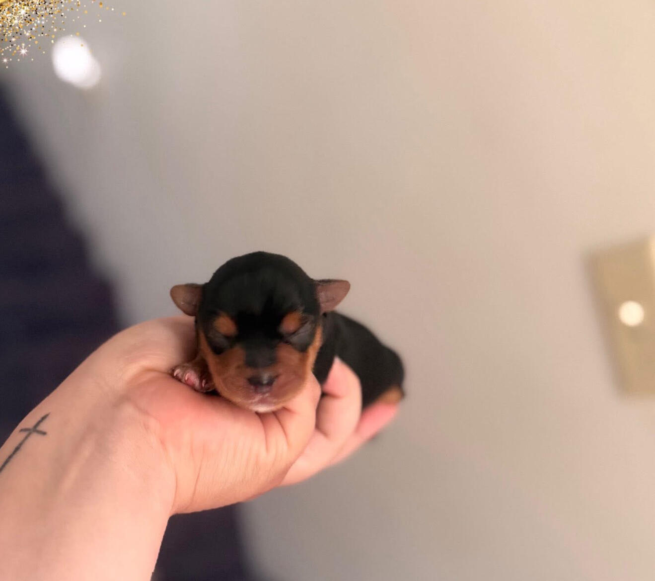 Alabama Yorkies of the South Sierra’s Yorkshire Terrier Babies