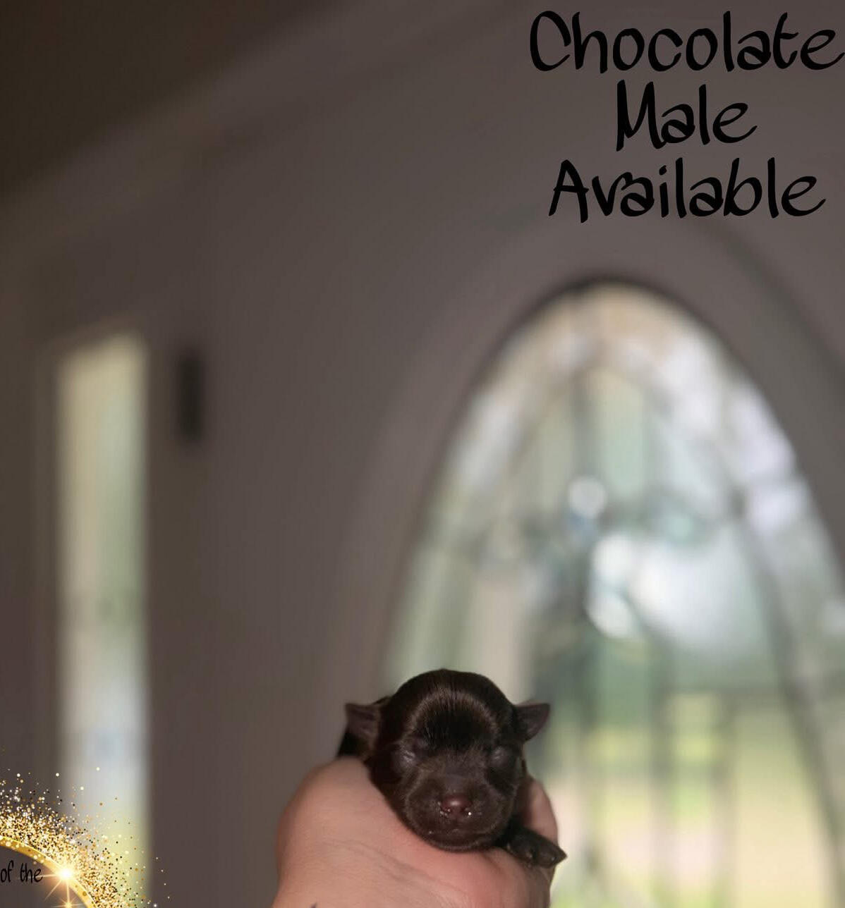 Alabama Yorkies of the South Sierra’s Yorkshire Terrier Babies